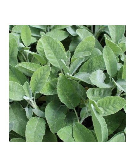 Graines de Sauge officinale – Salvia officinalis par 50 graines