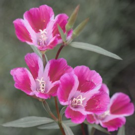 copy of Aubergine blanche