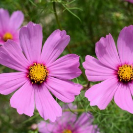 Cosmos Bippinatus - 200 graines bio