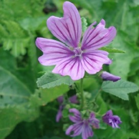 Mauve Malva Sylvestris - 100 graines bio