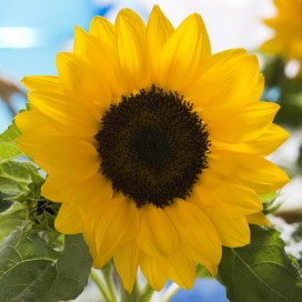 Graines Tournesol des jardins pourpre bio - Graines del pais - Terre Vivante