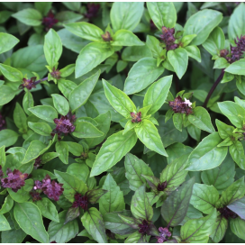 copy of Aubergine blanche