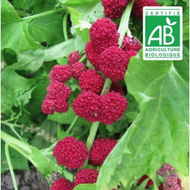 copy of Aubergine blanche