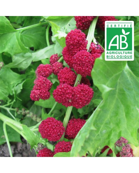 Epinard Fraise - 200 graines bio
