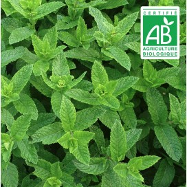 Menthe Marocaine Verte - 0,2g graines bio