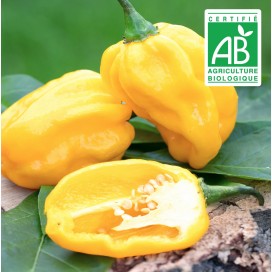 copy of Aubergine blanche