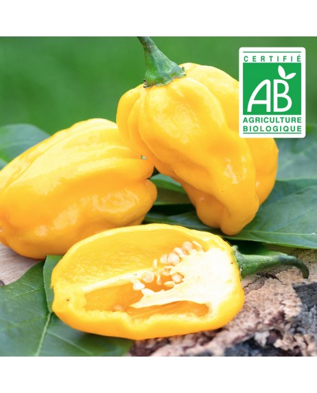 Piment Habanero Jaune - 20 graines bio