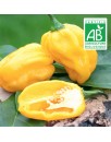 Piment Habanero Jaune - 20 graines bio