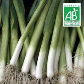 copy of Aubergine blanche