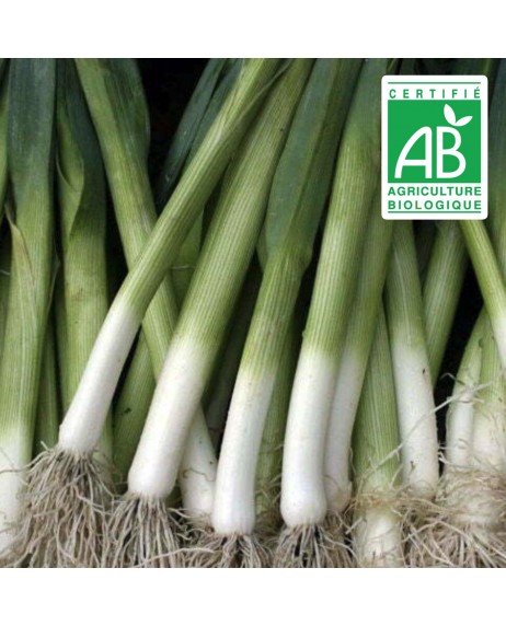 Poireau Hilari - 1,5g graines bio
