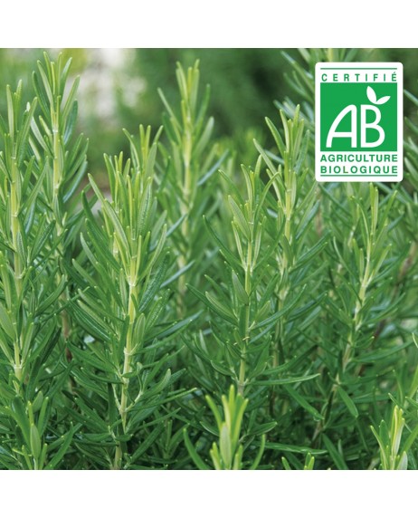 Romarin Officinal - 120 graines bio