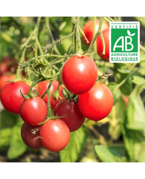 Tomate Ampeltomate Himbeerfarbige