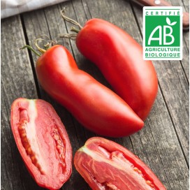 copy of Aubergine blanche