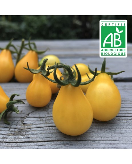 Tomate Cerise Poire Jaune