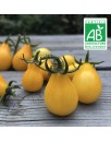 Tomate Cerise Poire Jaune