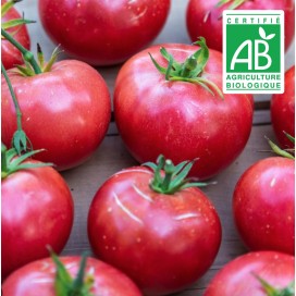 copy of Aubergine blanche