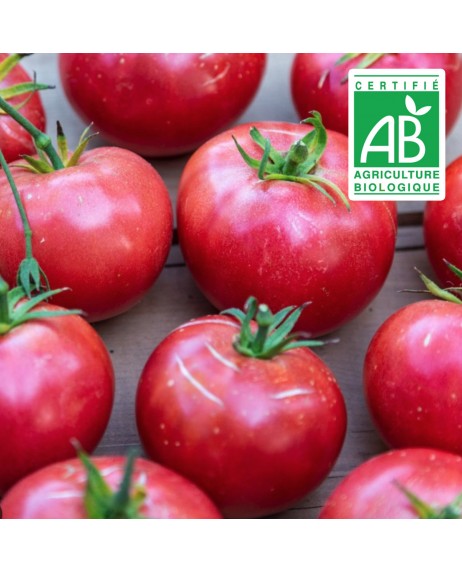 Tomate Rose de Berne