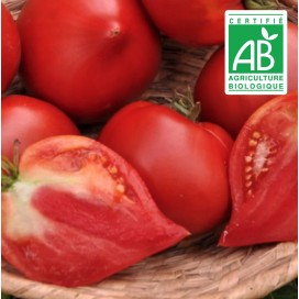 copy of Aubergine blanche