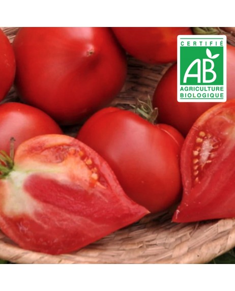 Tomate téton de Vénus