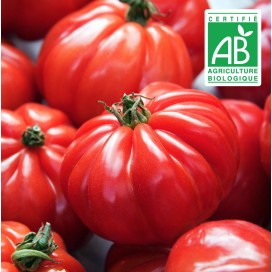 copy of Aubergine blanche
