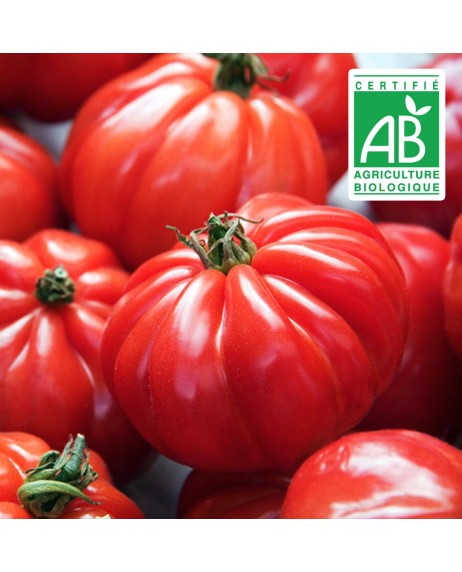 Tomate Marmande