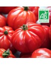 Tomate Marmande
