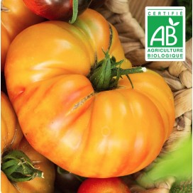 copy of Aubergine blanche