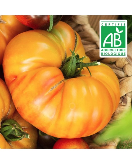 Tomate Hawaian Pineapple - 30 graines bio