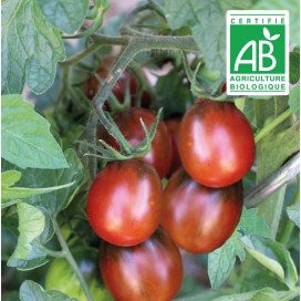 copy of Aubergine blanche