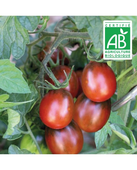 Tomate cocktail prune noire - 30 graines bio