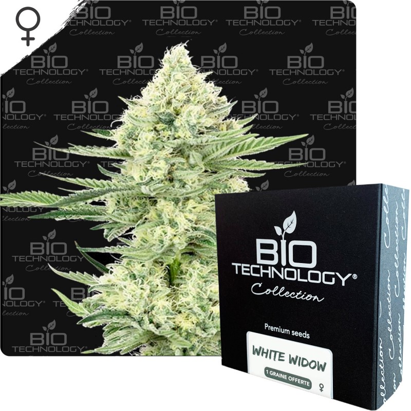 White Widow graines féminisée