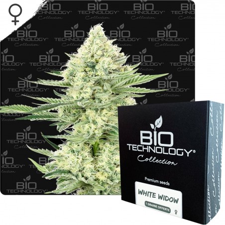 White Widow graines féminisée