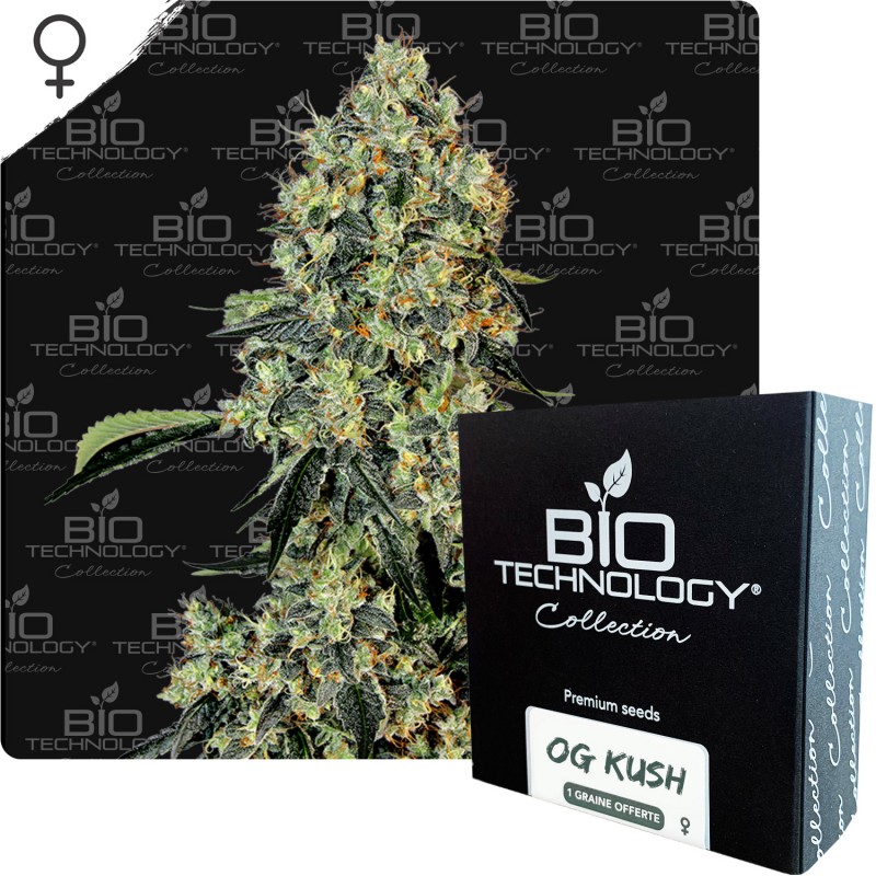 OG Kush graines féminisées