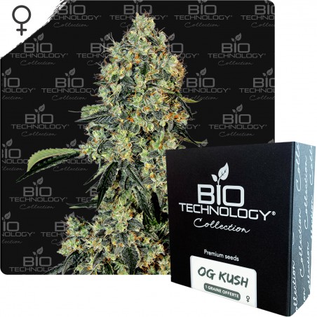 OG Kush graines féminisées