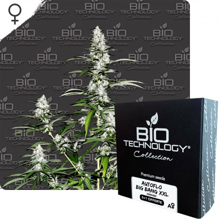 AUTOFLO BIG BANG XXL graines féminisée