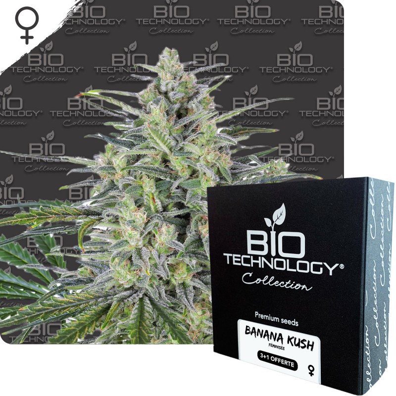 BANANA KUSH graines féminisée