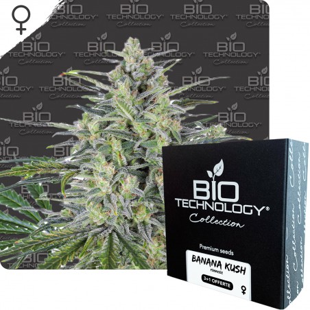 BANANA KUSH graines féminisée BANANA KUSH graines féminisée