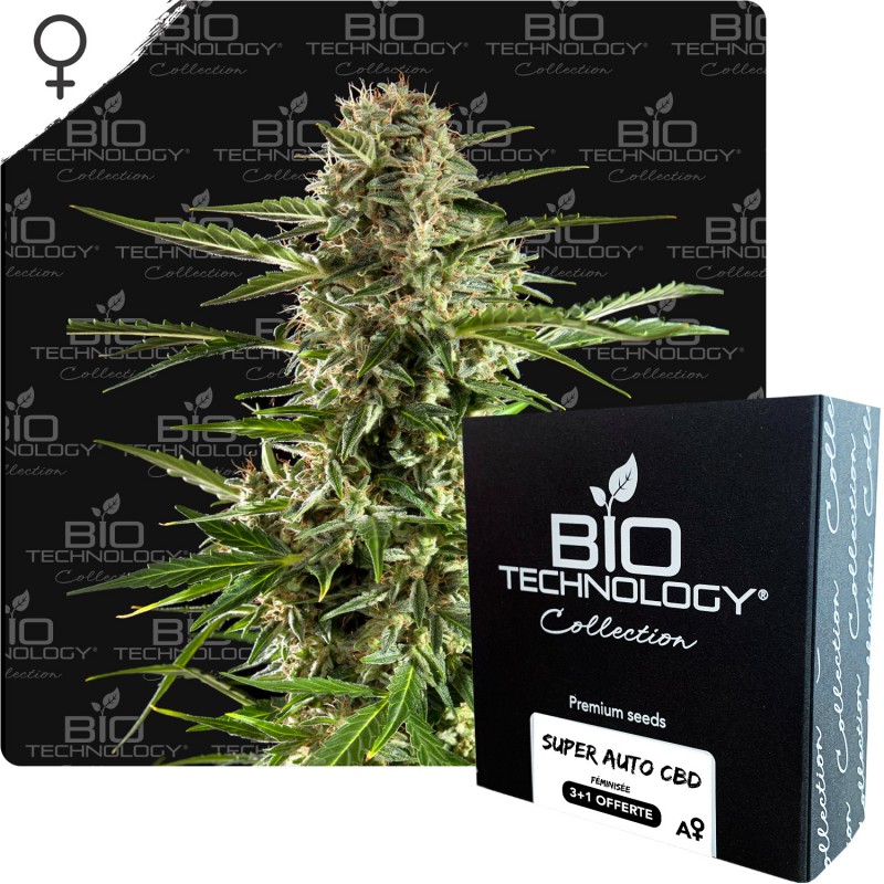 SUPER AUTO graines CBD féminisée