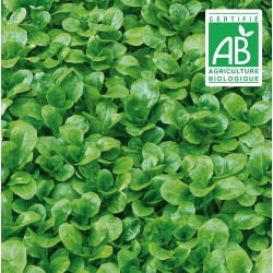 copy of Aubergine blanche