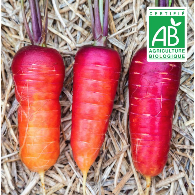 Carotte rouge sang - 1,5g graines bio