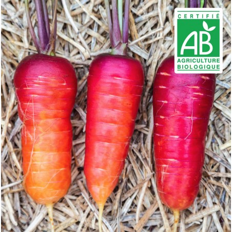 Carotte rouge sang - 1,5g graines bio