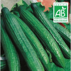 copy of Aubergine blanche