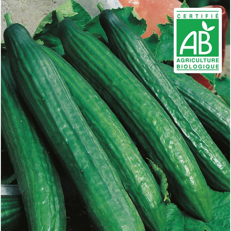 Concombre Vert Long Maraîcher - 20 graines bio