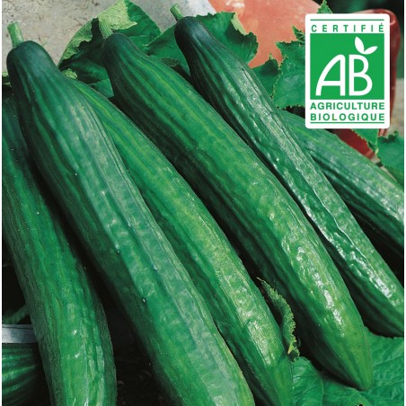 Concombre Vert Long Maraîcher - 20 graines bio