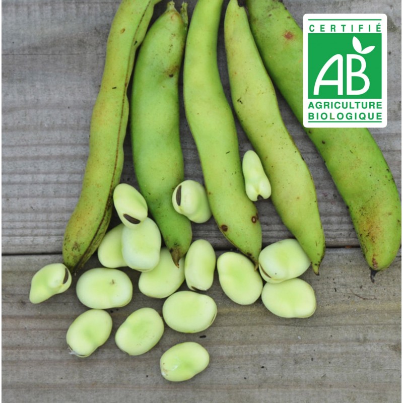 Fèves Aguadulce - 20 graines bio