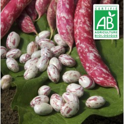 copy of Aubergine blanche