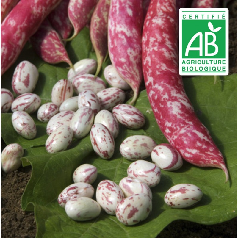 copy of Aubergine blanche