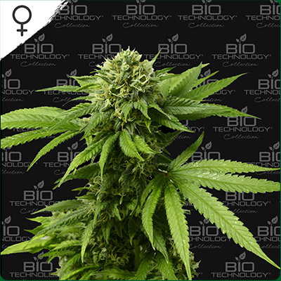 ACDC CBD