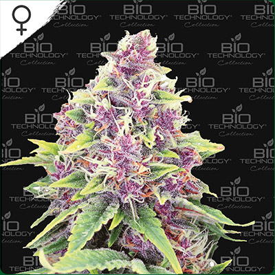 Blueberry CBD