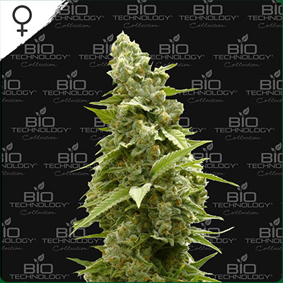 Chief CBD